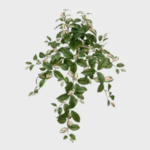 Hoya Hanging Bush Green and Pink 78cm by Florabelle Living, a Christmas for sale on Style Sourcebook