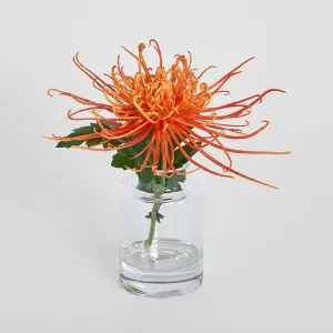 Spider Mum Stem in Vase 20cm Orange by Florabelle Living, a Plants for sale on Style Sourcebook