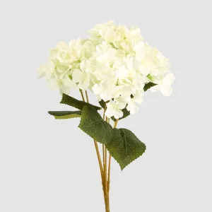 Hydrangea Bunch With 5 Heads White by JMC FLORALS, a Plants for sale on Style Sourcebook