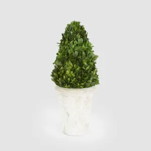 Preserved Boxwood Cone Tree Topiary in Terracotta Pot 33cm by Vixen & Velvet, a Plant Holders for sale on Style Sourcebook