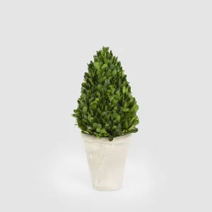 Preserved Boxwood Cone Tree Topiary in Terracotta Pot 38cm by Vixen & Velvet, a Plant Holders for sale on Style Sourcebook