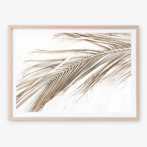 Dried Palm Leaf I Photo Art Print by The Print Emporium, a Prints for sale on Style Sourcebook