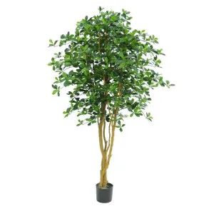 Oriental Artifical Olive Tree 155cm by Florabelle Living, a Plants for sale on Style Sourcebook