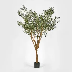 Artifical Olive Tree With 5 Branch Trunk 225cm by Florabelle Living, a Plants for sale on Style Sourcebook