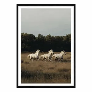 White Herd Framed Print in 61 x 84cm by OZ Design, a Prints for sale on Style Sourcebook