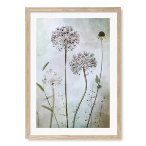 Allium Framed Art Print by Mandy Disher by Profile Australia, a Prints for sale on Style Sourcebook