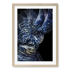 Black Cockatoo Framed Art Print by Profile Australia, a Prints for sale on Style Sourcebook