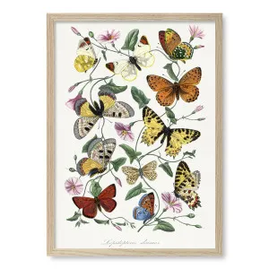 Butterfly & Moth Framed Art Print by Profile Australia, a Prints for sale on Style Sourcebook