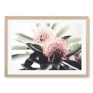 Waratah Flowers Framed Art Print by Profile Australia, a Prints for sale on Style Sourcebook