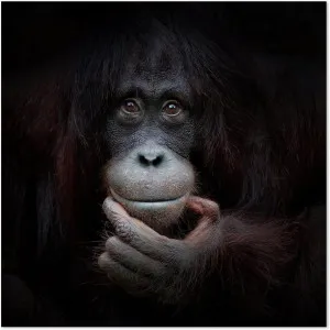 The Mirror Image, By Antje Wenner by Gioia Wall Art, a Prints for sale on Style Sourcebook