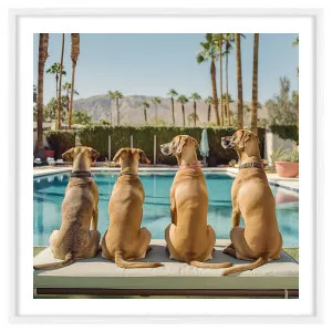 Dukes Framed Print in 103 x 103cm by OZ Design, a Prints for sale on Style Sourcebook