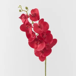 Phalaenopsis Orchid Red by JMC FLORALS, a Plants for sale on Style Sourcebook
