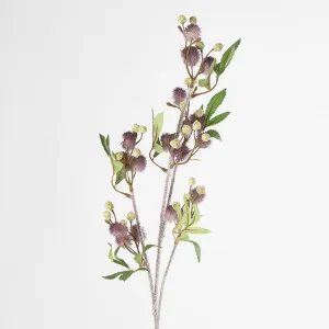 Blackwood Wattle 85cm Purple by JMC FLORALS, a Plants for sale on Style Sourcebook