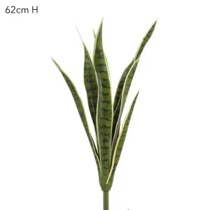 Mother-in-Law's Tongue suculent 62cm by Florabelle Living, a Plants for sale on Style Sourcebook