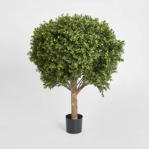 Boxwood Ball Tree 85cm by TREE CREATIONS, a Plants for sale on Style Sourcebook