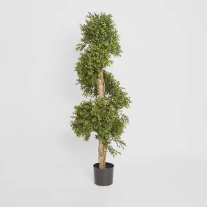 Boxwood Spiral Tree Budget 1.4m by TREE CREATIONS, a Plants for sale on Style Sourcebook
