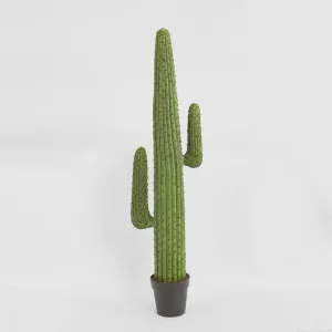 Cereus Cactus in Black Pot 147cm by Florabelle Living, a Plants for sale on Style Sourcebook