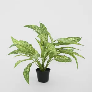 Dracaena Plant Real Touch in Pot 39cm by Florabelle Living, a Plants for sale on Style Sourcebook