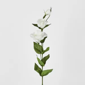 Lisianthus Spray White by JMC FLORALS, a Plants for sale on Style Sourcebook