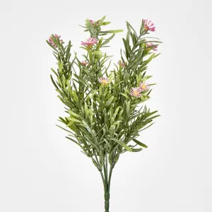 Wild Daisy Bush Pink by JMC FLORALS, a Plants for sale on Style Sourcebook