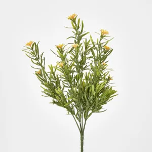 Wild Daisy Bush Yellow by JMC FLORALS, a Plants for sale on Style Sourcebook