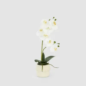 Real Touch Phalaenopsis Arrangement in Zara Pot 46cm by Florabelle Living, a Plants for sale on Style Sourcebook