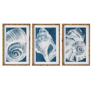 Elouera Vintage Shells Wall Art Set of 3 by OneWorld Collection, a Prints for sale on Style Sourcebook