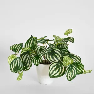 Real Touch Hanging Watermelon Peperomia in White Pot by JMC FLORALS, a Plants for sale on Style Sourcebook
