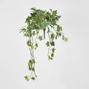 Veriegated Sage Ivy Hanging Bush x 10 by JMC FLORALS, a Plants for sale on Style Sourcebook