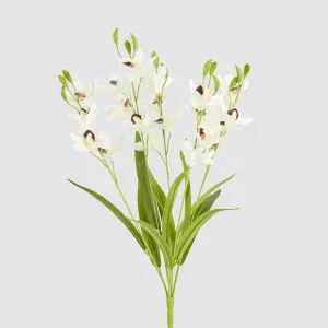 Cymbidium Spray With Leaves White by JMC FLORALS, a Plants for sale on Style Sourcebook
