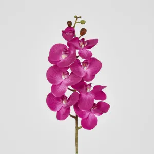 Phalaenopsis Orchid 7 Flowers Purple by JMC FLORALS, a Plants for sale on Style Sourcebook