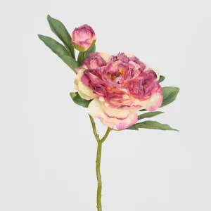 Peony Stem With Bud 48cm Burgundy by JMC FLORALS, a Plants for sale on Style Sourcebook