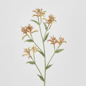 Kangaroo Paw Spray Orange by JMC FLORALS, a Plants for sale on Style Sourcebook