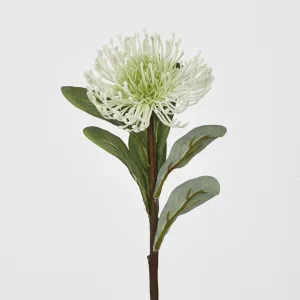 Pincushion Protea white by JMC FLORALS, a Plants for sale on Style Sourcebook