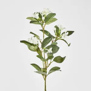 Stephanotis Floral Stem White by JMC FLORALS, a Plants for sale on Style Sourcebook