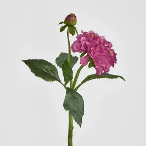 Frilly Dahlia Dark Pink by JMC FLORALS, a Plants for sale on Style Sourcebook