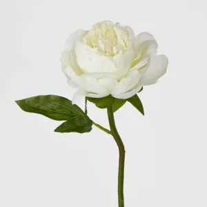 Peony Short Stem White by JMC FLORALS, a Plants for sale on Style Sourcebook