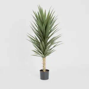 Yucca Plant 1.3m by TREE CREATIONS, a Plants for sale on Style Sourcebook