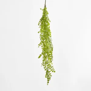 Button Hanging Fern by JMC FLORALS, a Plants for sale on Style Sourcebook