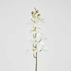 Phalaenopsis Orchid stem White by JMC FLORALS, a Plants for sale on Style Sourcebook
