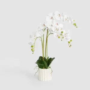 Potted Real Touch Phalaenopsis Orchid by Florabelle Living, a Plants for sale on Style Sourcebook