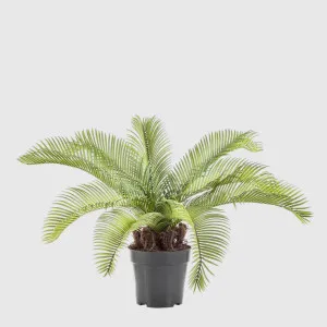 Cycad Palm 53cm by TREE CREATIONS, a Plants for sale on Style Sourcebook