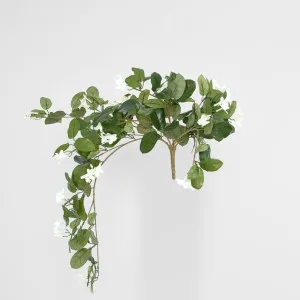 Hanging Stepahnotis Bush x 9 with 162 leaves by JMC FLORALS, a Plants for sale on Style Sourcebook