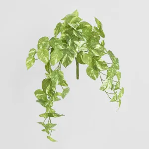 Marble Pothos Hanging Bush by JMC FLORALS, a Plants for sale on Style Sourcebook
