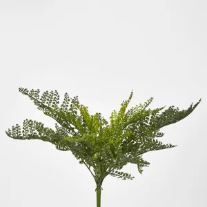 Lace Fern Bush by JMC FLORALS, a Plants for sale on Style Sourcebook