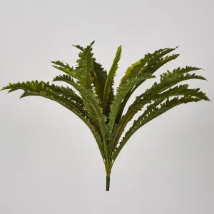 Margarintum Fern Bush 24lvs by JMC FLORALS, a Plants for sale on Style Sourcebook