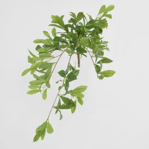 Bay Leaf Hanging Bush by JMC FLORALS, a Plants for sale on Style Sourcebook