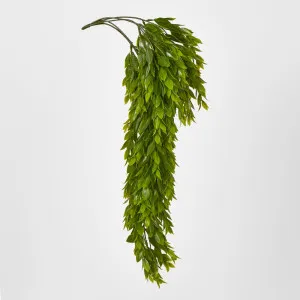 Hanging Ruscus Plant 56cm by JMC FLORALS, a Plants for sale on Style Sourcebook
