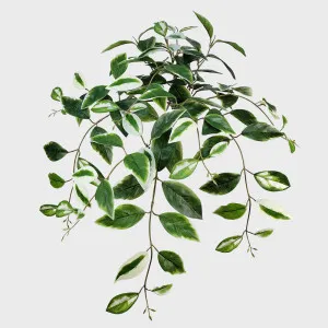 Hoya Hanging Bush Green and White 66cm by Florabelle Living, a Plants for sale on Style Sourcebook