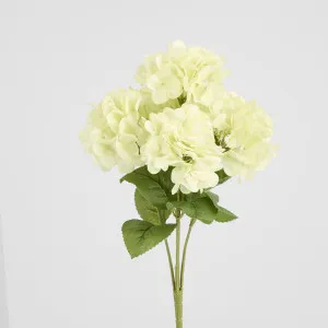 Fresh Touch Hydrangea Bunch White by Florabelle Living, a Plants for sale on Style Sourcebook